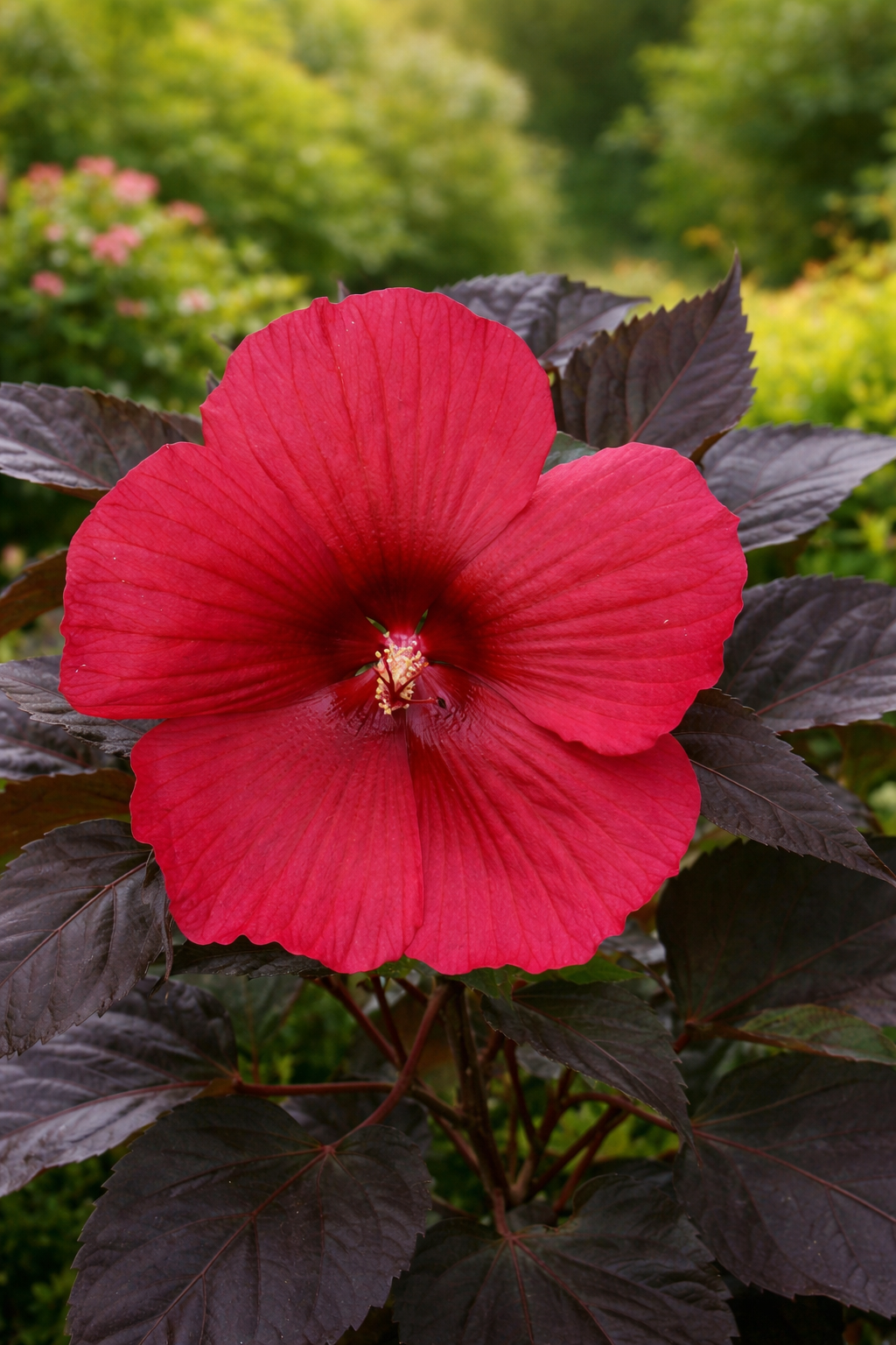HIBISCUS X MOONSHADOW™ MORELLA / MOONSHADOW™ MORELLA ROSE MALLOW