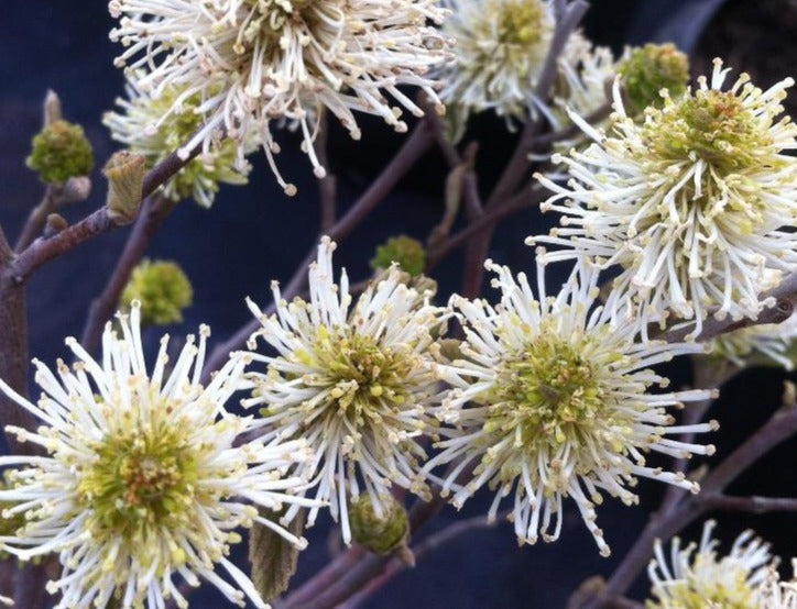 FOTHERGILLA GARDENII / DWARF FOTHERGILLA