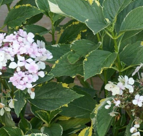 HYDRANGEA MACROPHYLLA LEMON WAVE / LEMON WAVE HYDRANGEA