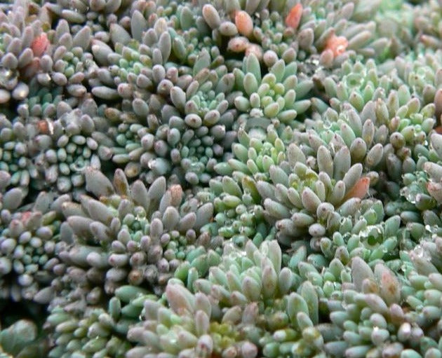 SEDUM HISPANICUM BLUE CARPET / SPANISH STONECROP
