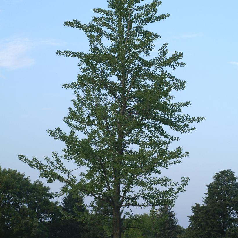 GINKGO BILOBA / MAIDENHAIR TREE