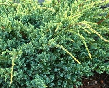 JUNIPERUS SQUAMATA HOLGER / HOLGER JUNIPER