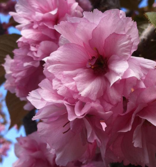 PRUNUS SERRULATA KWANZAN / KWANZAN FLOWERING CHERRY