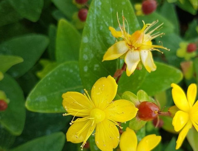 HYPERICUM INODORUM / ST. JOHN&