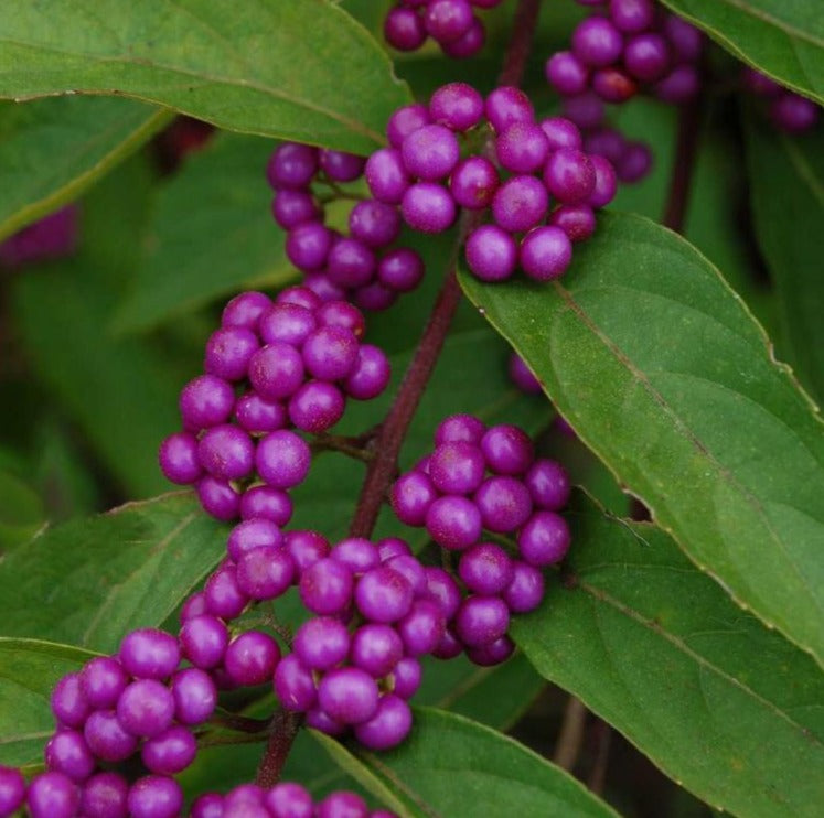 CALLICARPA BODINIERI VAR. GIRALDII PROFUSION / BEAUTYBERRY