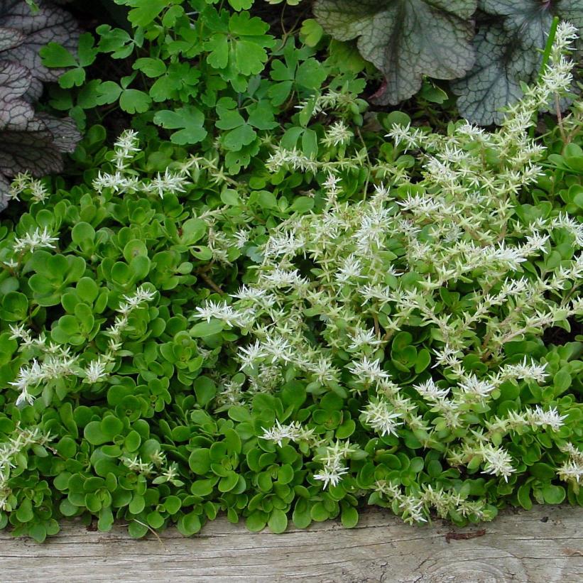 SEDUM TERNATUM LARINEM PARK / LARINEM PARK WILD STONECROP