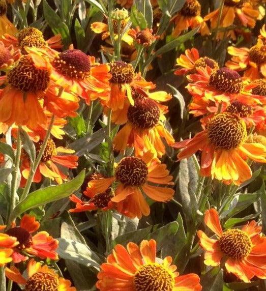 HELENIUM X MARDI GRAS / MARDI GRAS SNEEZEWEED