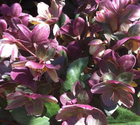 HELLEBORUS X BALLARDIAE PINK FROST / LENTEN ROSE