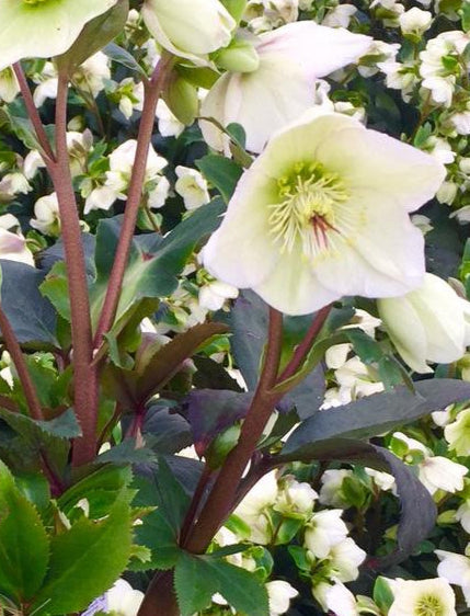 HELLEBORUS X ICE N&