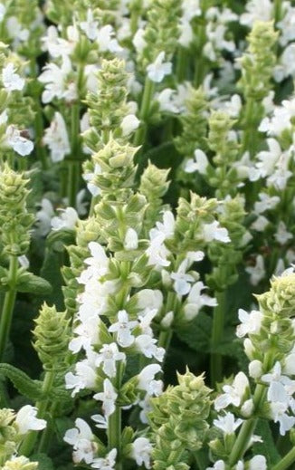SALVIA NEMOROSA SENSATION WHITE / SENSATION WHITE SAGE