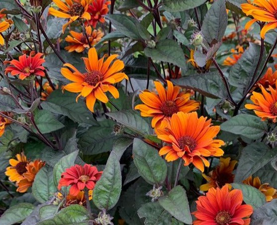 HELIOPSIS HELIANTHOIDES VAR. SCABRA BLEEDING HEARTS / SMOOTH OXEYE