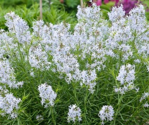 AMSONIA X STRING THEORY / BLUE STAR