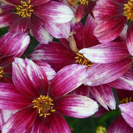 COREOPSIS VERTICILLATA ZESTY ZINGER / ZESTY ZINGER TICKSEED
