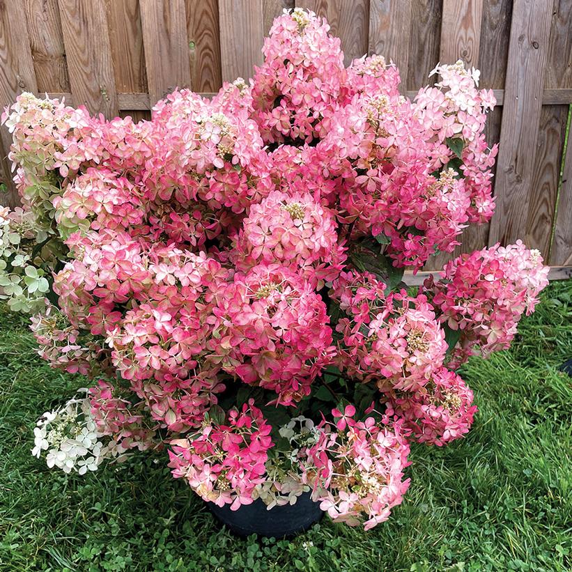 HYDRANGEA PANICULATA HOT SAUCE™ / HOT SAUCE™ PANICLE HYDRANGEA