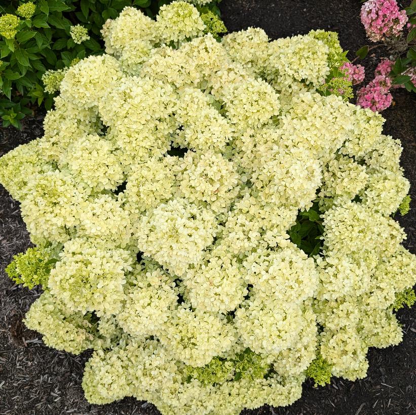 HYDRANGEA PANICULATA BUBBLE BATH™ / BUBBLE BATH™ PANICLE HYDRANGEA