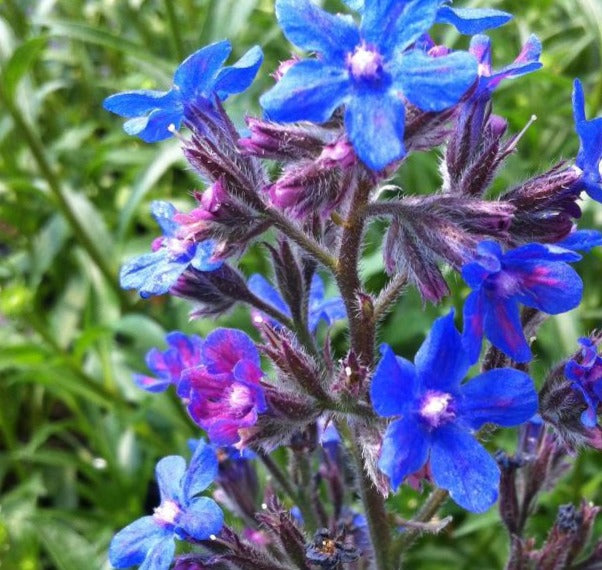 ANCHUSA AZUREA LODDON ROYALIST / ITALIAN BUGLOSS