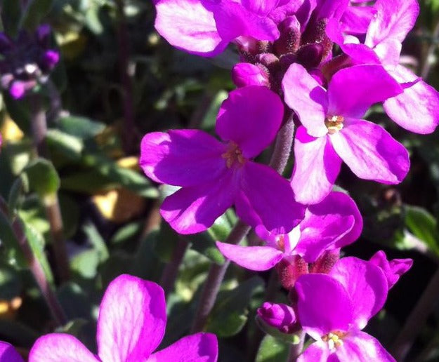 ARABIS BLEPHAROPHYLLA SPRING CHARM / WALL CRESS