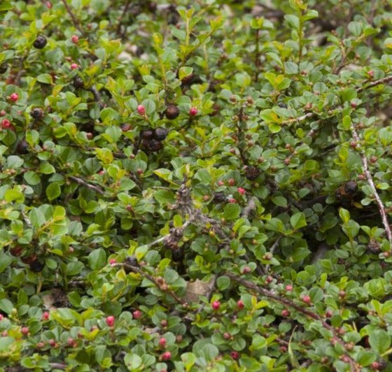 COTONEASTER APICULATUS / CRANBERRY COTONEASTER