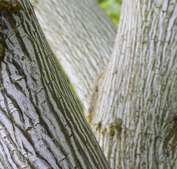 ACER PENSYLVANICUM / STRIPED MAPLE