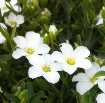 ARENARIA MONTANA / MOUNTAIN SANDWORT
