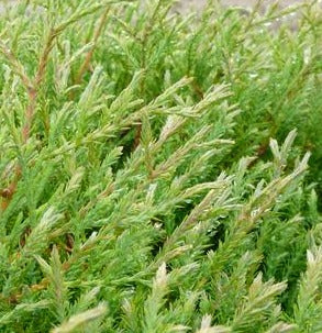 THUJA OCCIDENTALIS LINESVILLE / LINESVILLE CEDAR