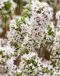 DAPHNE X BURKWOODII CAROL MACKIE / CAROL MACKIE DAPHNE