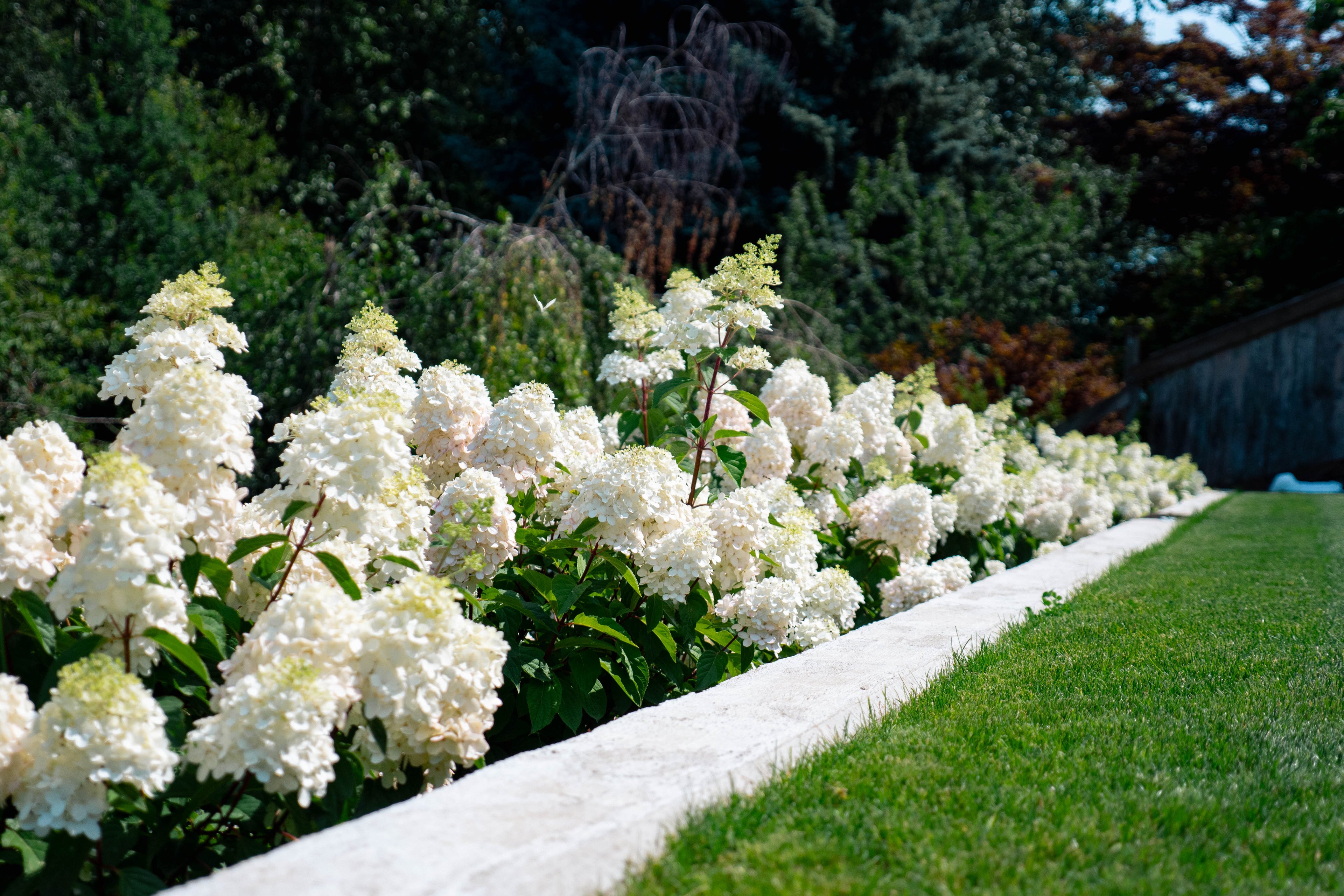HYDRANGEA PANICULATA BOUNCY™&