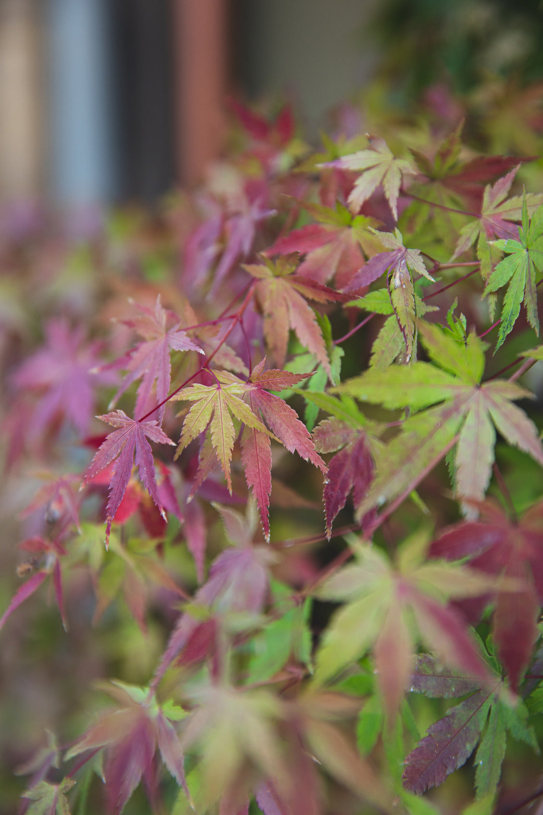 ACERO ROSSO GIAPPONESE Acer palmatum Twombly's Red Sentinel