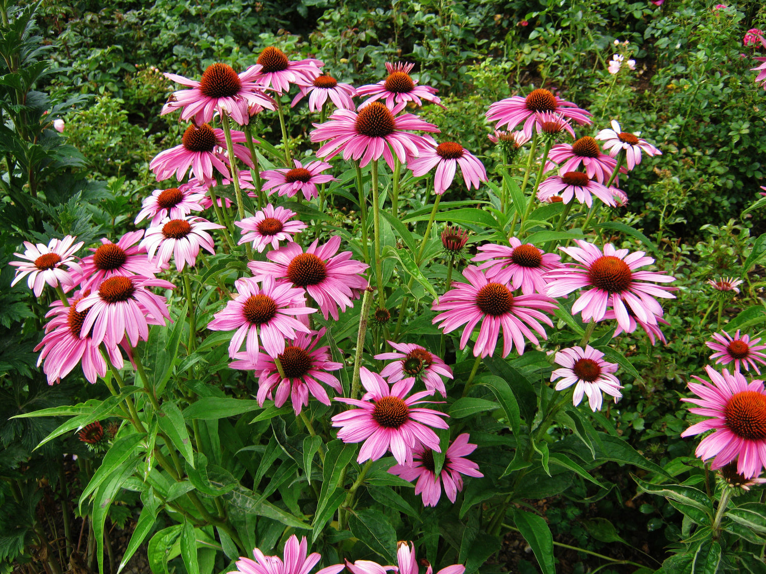 ECHINACEA RUBY STAR / RUBY STAR CONEFLOWER