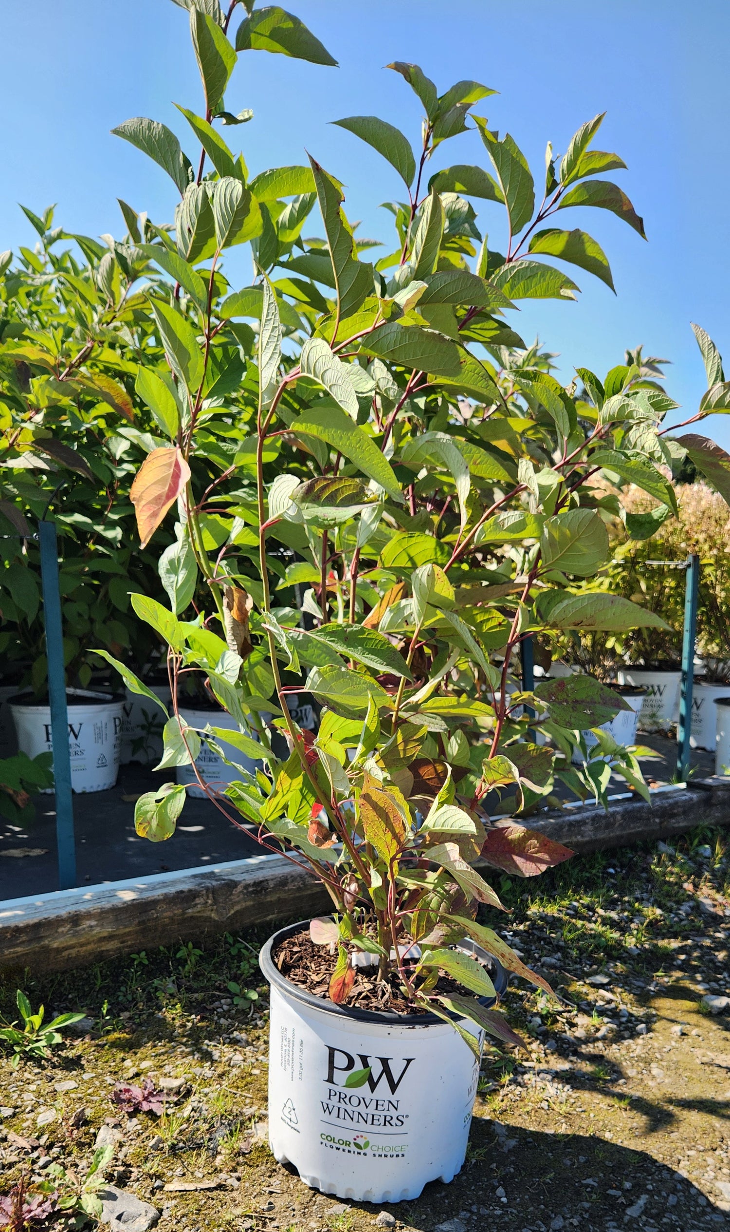 CORNUS SERICEA ARCTIC FIRE™ / ARCTIC FIRE DOGWOOD