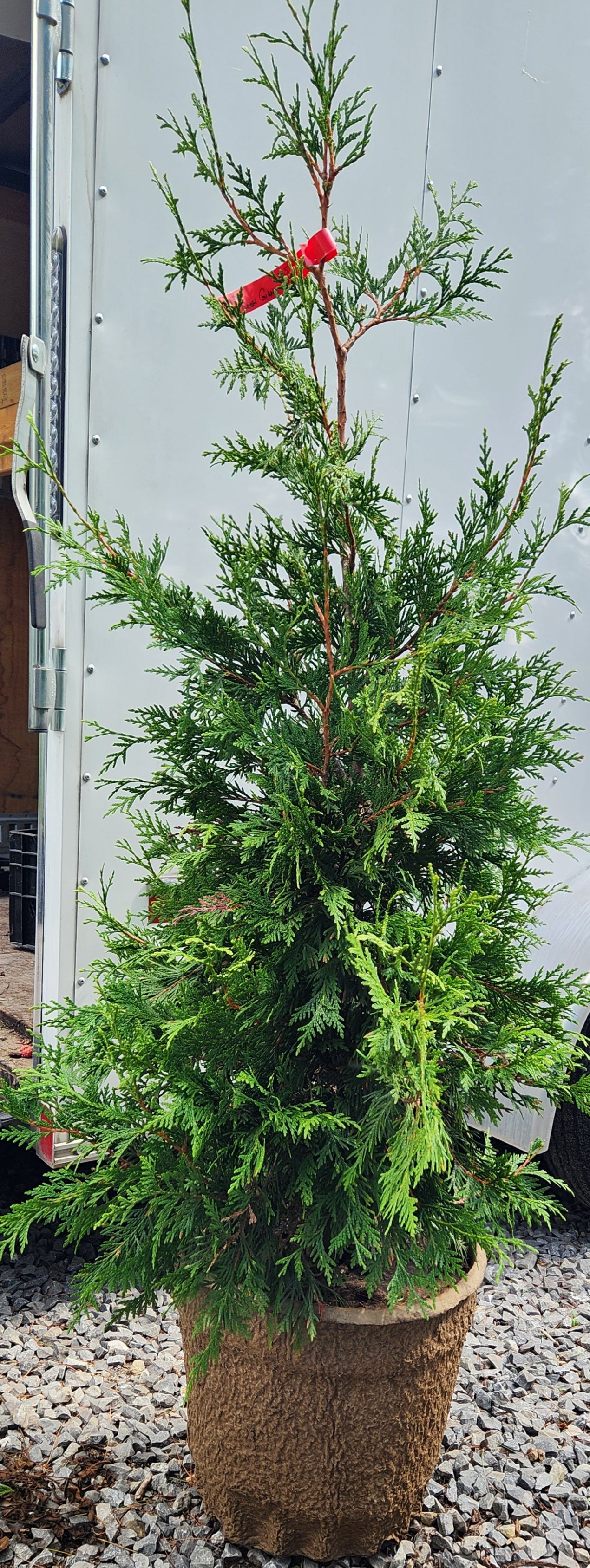THUJA X GREEN GIANT / GREEN GIANT CEDAR