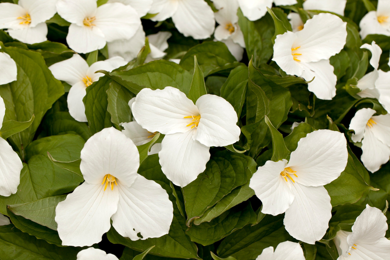 TRILLIUM GRANDIFLORUM / WHITE TRILLIUM