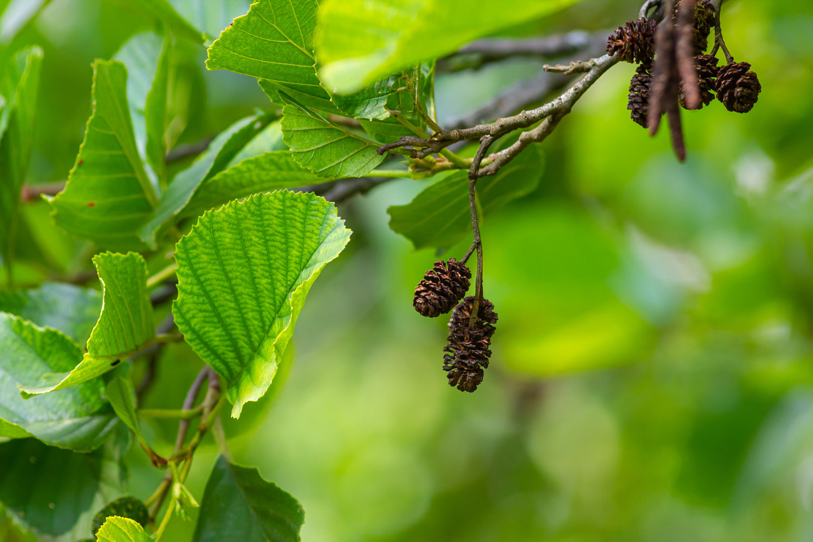 ALNUS RUGOSA / SPECKLED ALDER