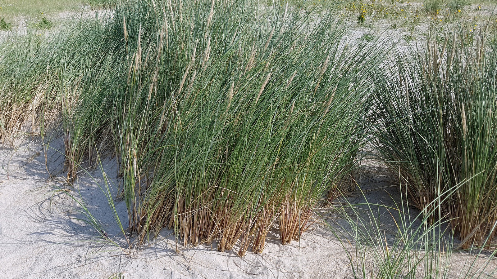 Beach Grass Plants for Sale: Enhance Your Coastal Landscape