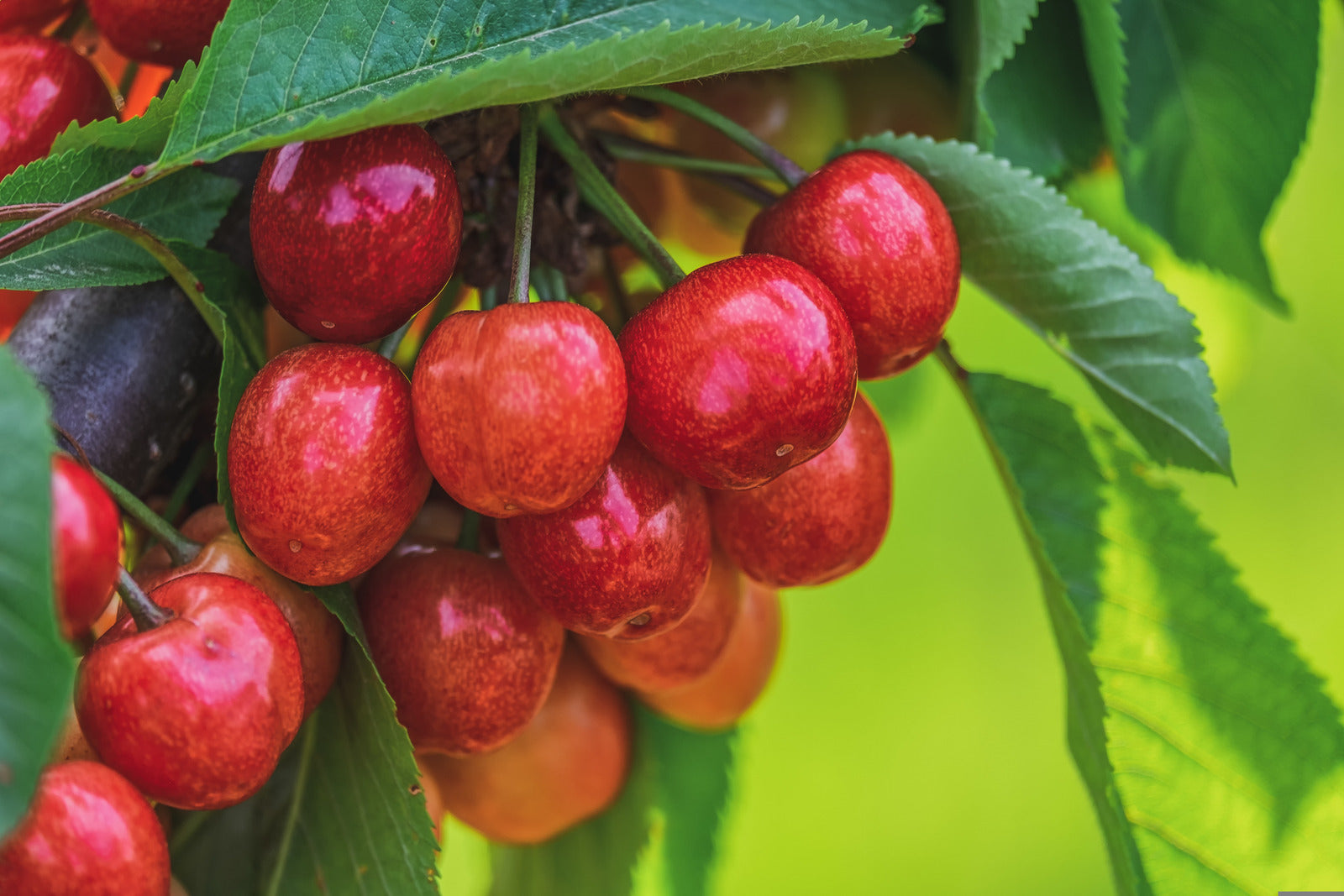 CHERRY BING / BING CHERRY