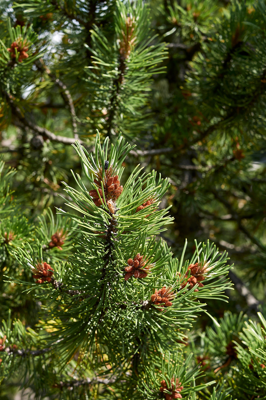 Pinus Mugo 'Big Tuna' - newest Live Plant - 2 Gallon Pot