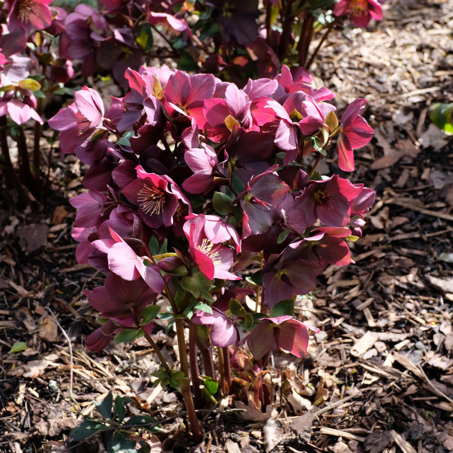 HELLEBORUS X ICE N' ROSES RED / LENTEN ROSE