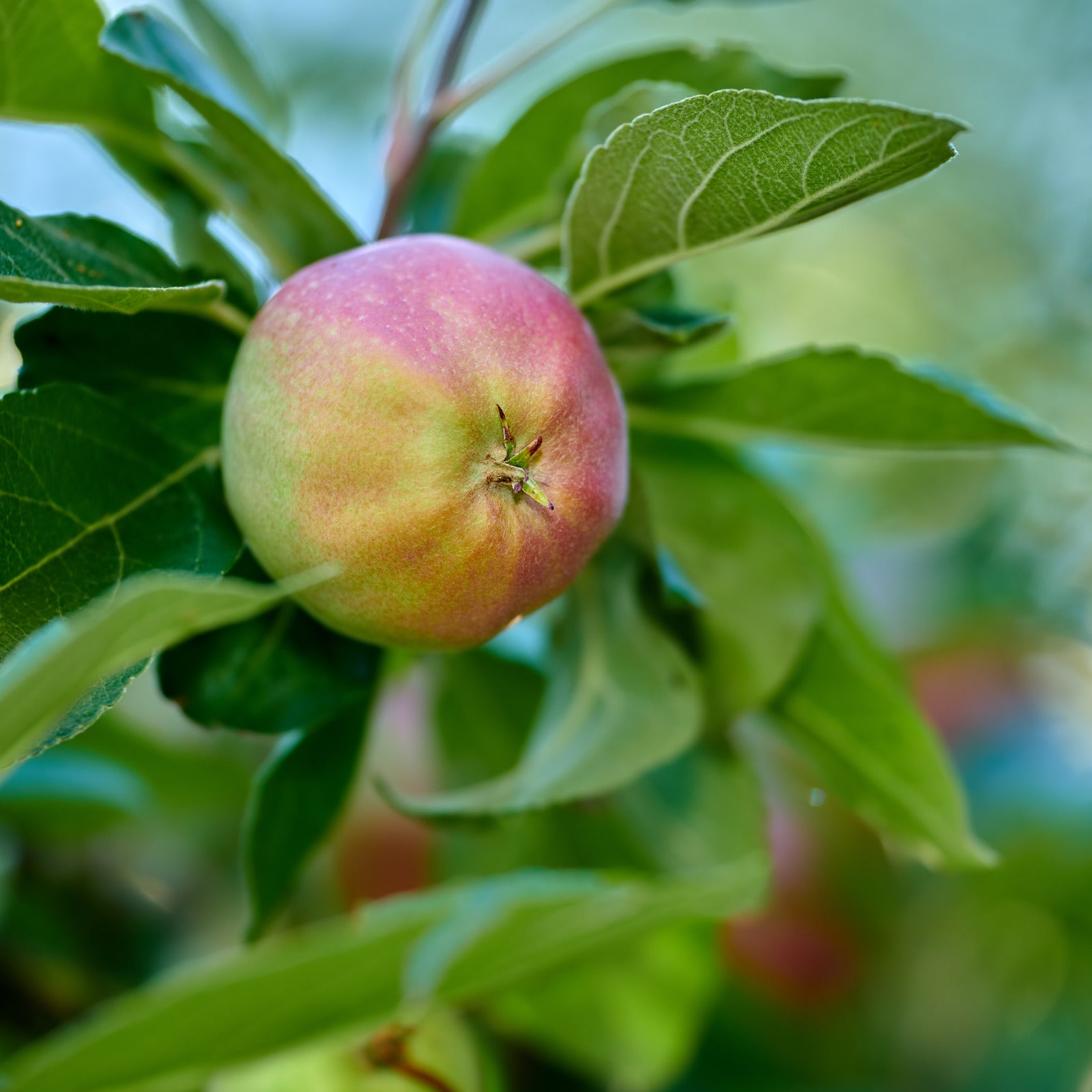APPLE EMPIRE / EMPIRE APPLE