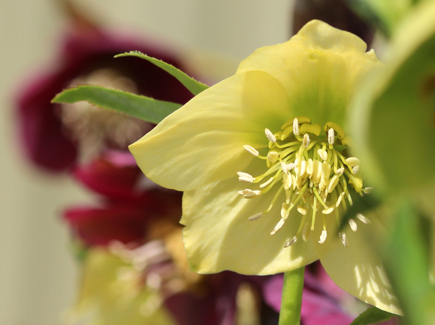 HELLEBORUS X CALIFORNIA DREAMING / LENTEN ROSE