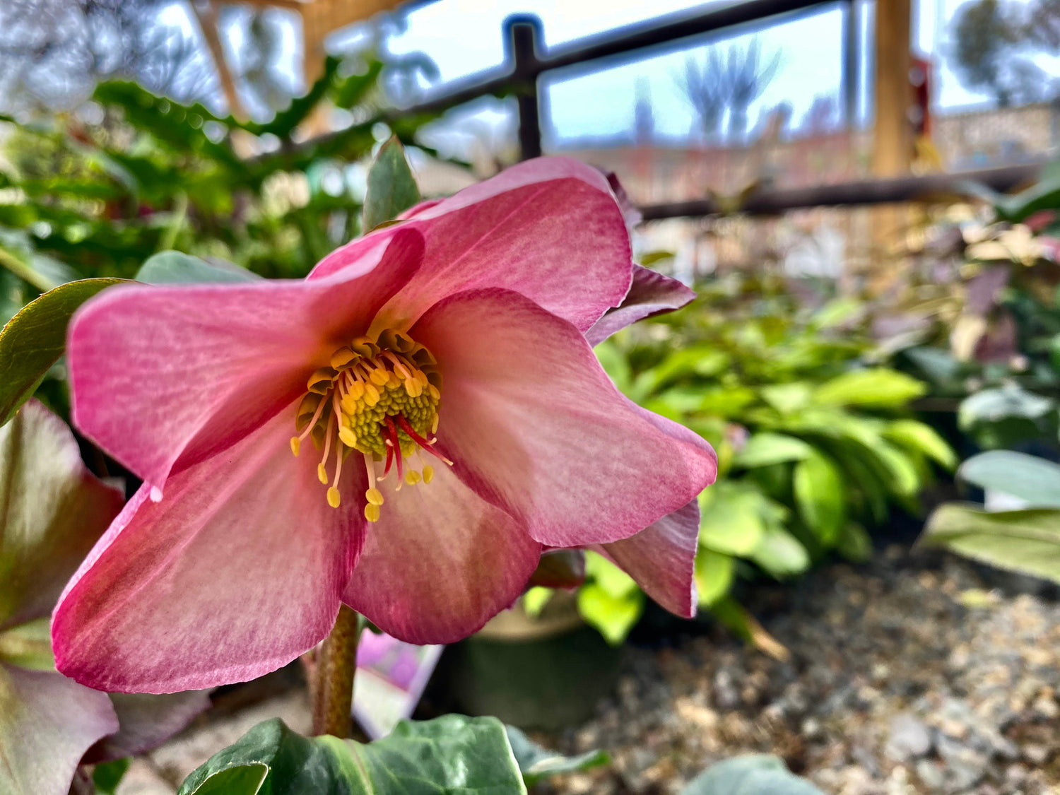 HELLEBORUS X ICE N ROSES ROSE / LENTEN ROSE