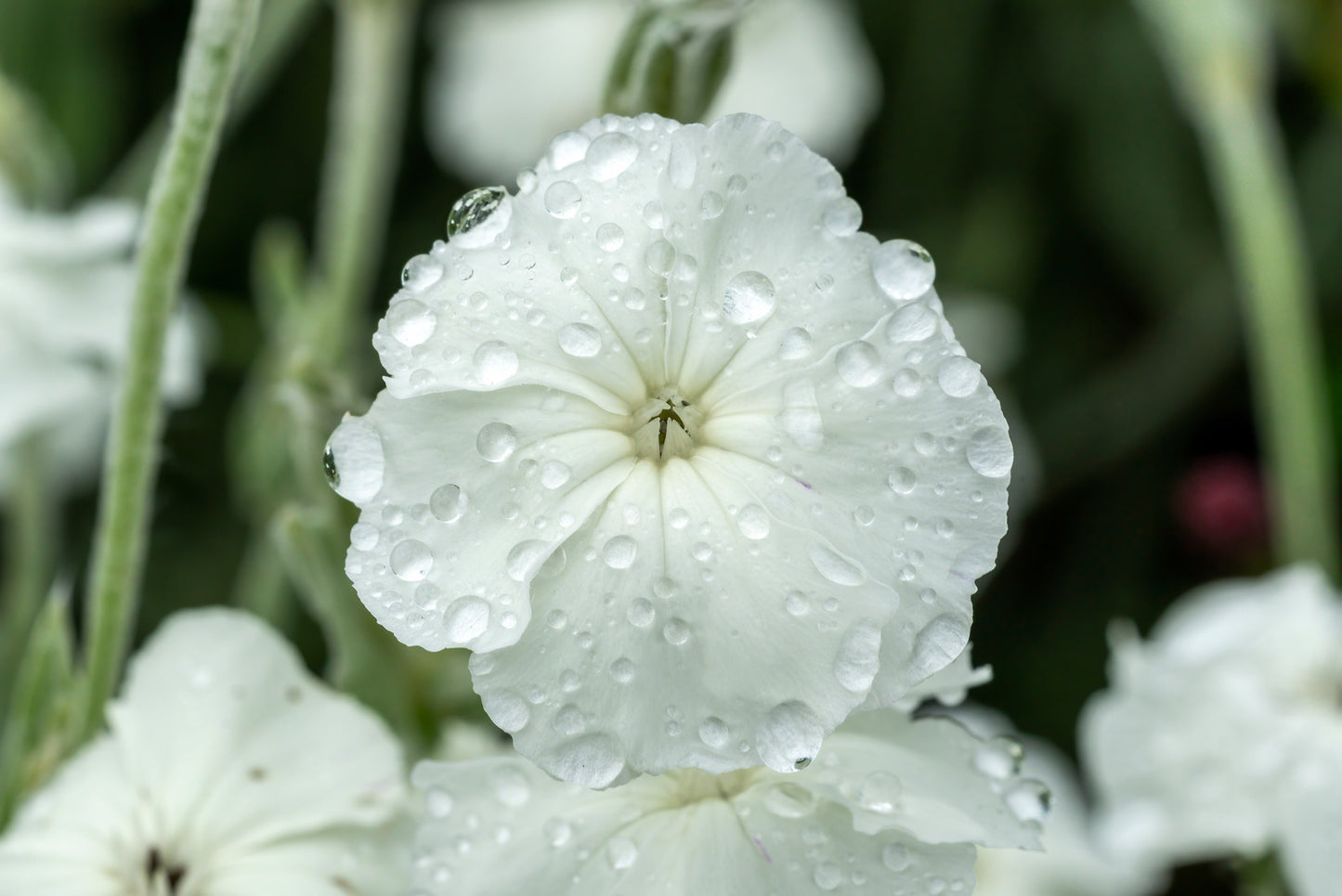 LYCHNIS CORONARIA ALBA / WHITE CAMPION