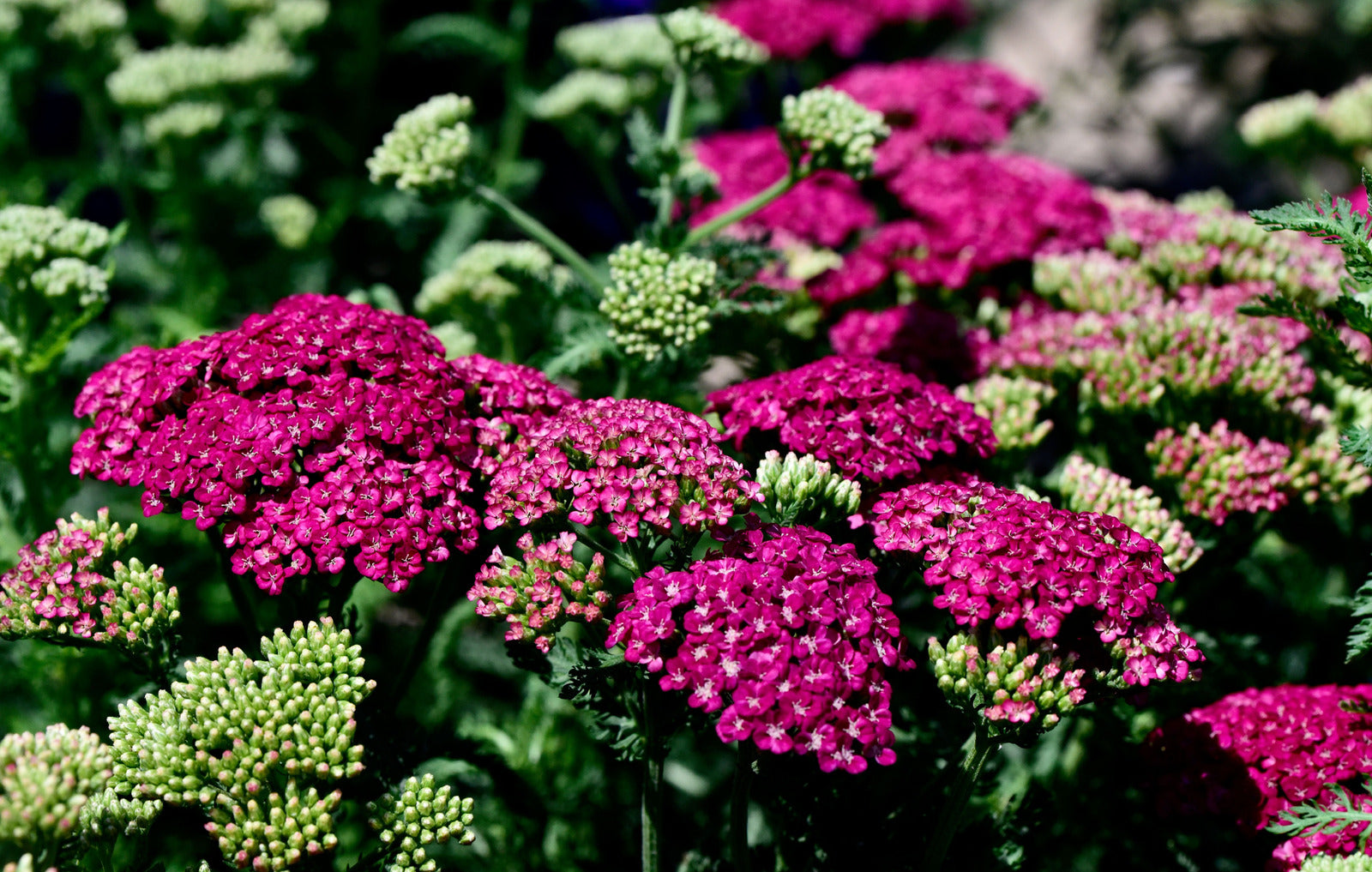 ACHILLEA MILLEFOLIUM SAUCY SEDUCTION / YARROW