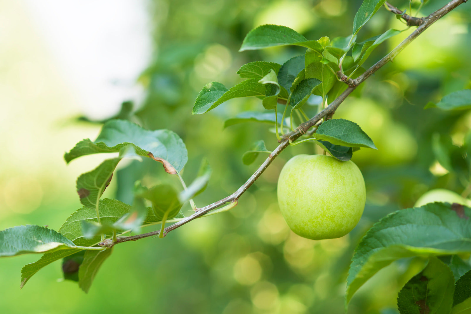 APPLE GRANNY SMITH / GRANNY SMITH APPLE