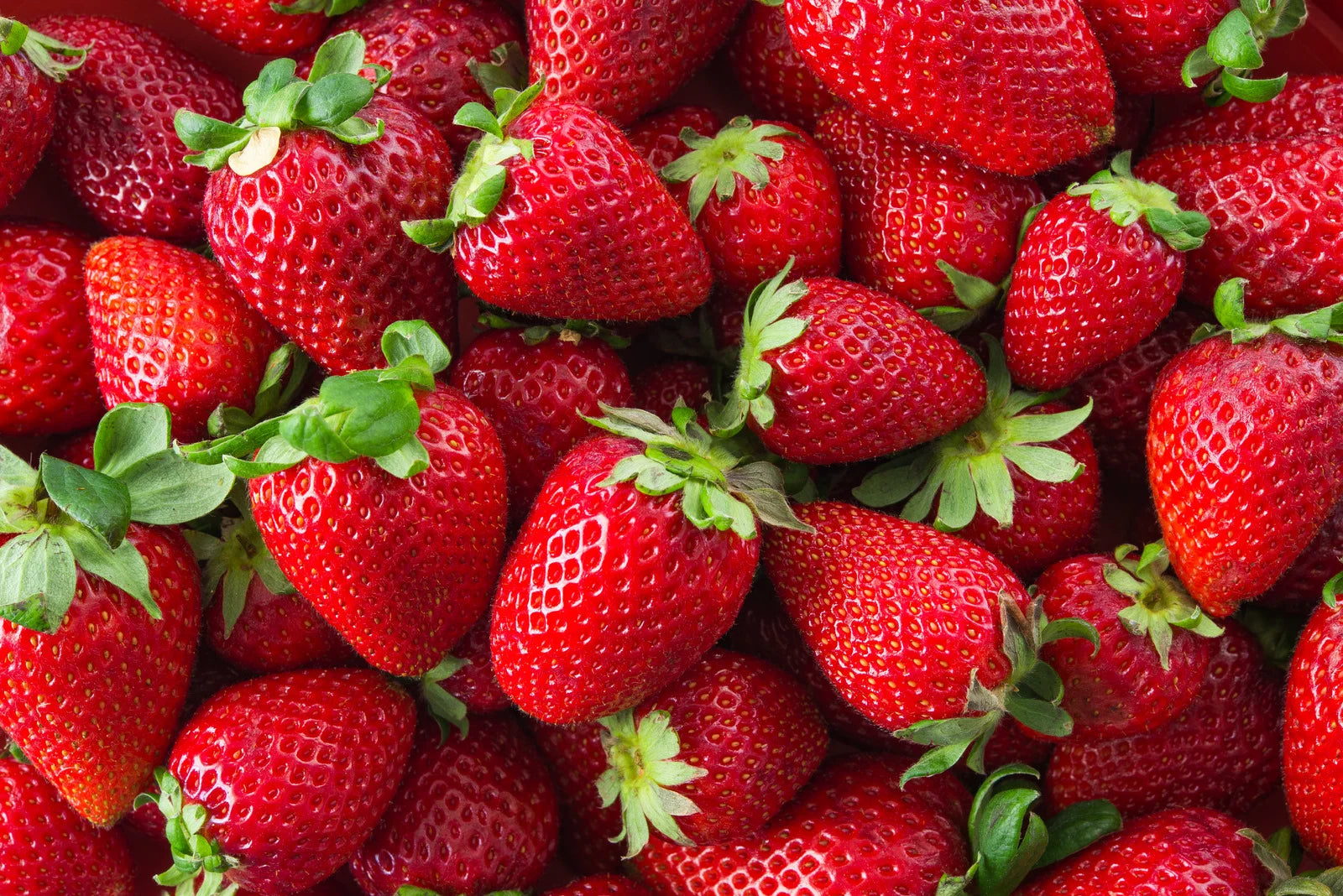STRAWBERRY OZARK BEAUTY / OZARK BEAUTY STRAWBERRY