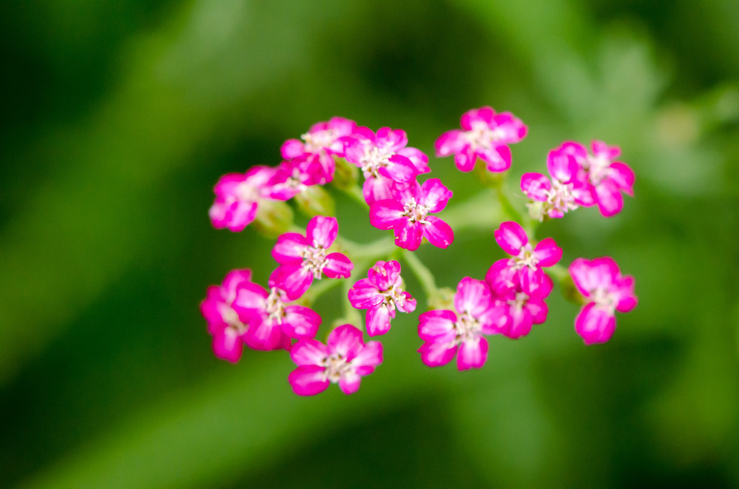 ACHILLEA MILLEFOLIUM CERISE QUEEN / YARROW