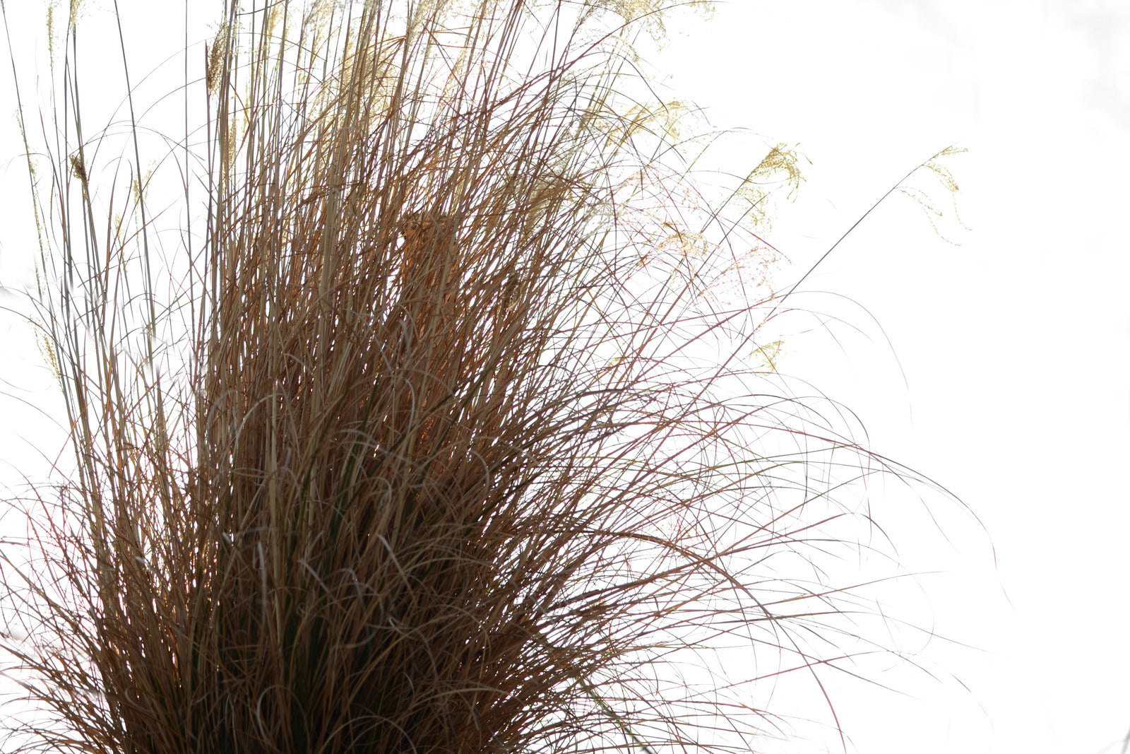 ANDROPOGON GERARDII / BIG BLUE STEM