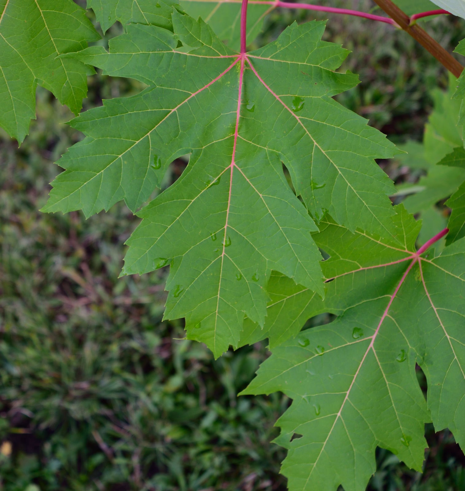 ACER SACCHARINUM / SILVER MAPLE