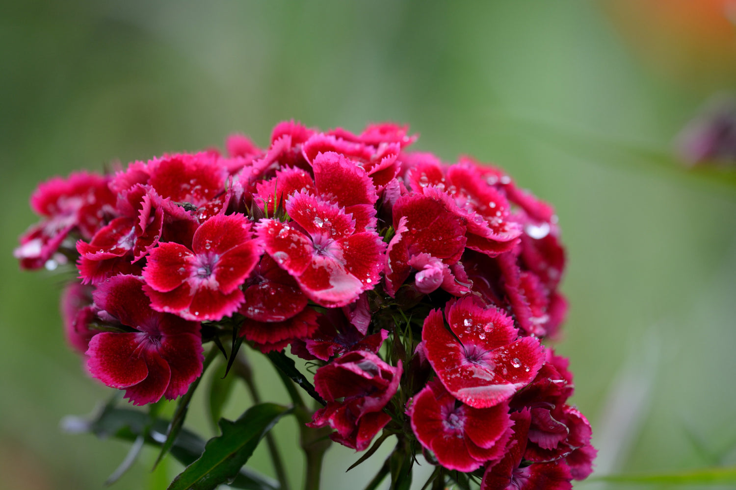 DIANTHUS BARBATUS ROCKIN&