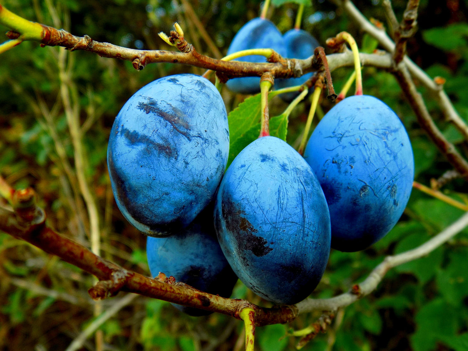 COMBO FRUIT TREE / FRUIT COCKTAIL