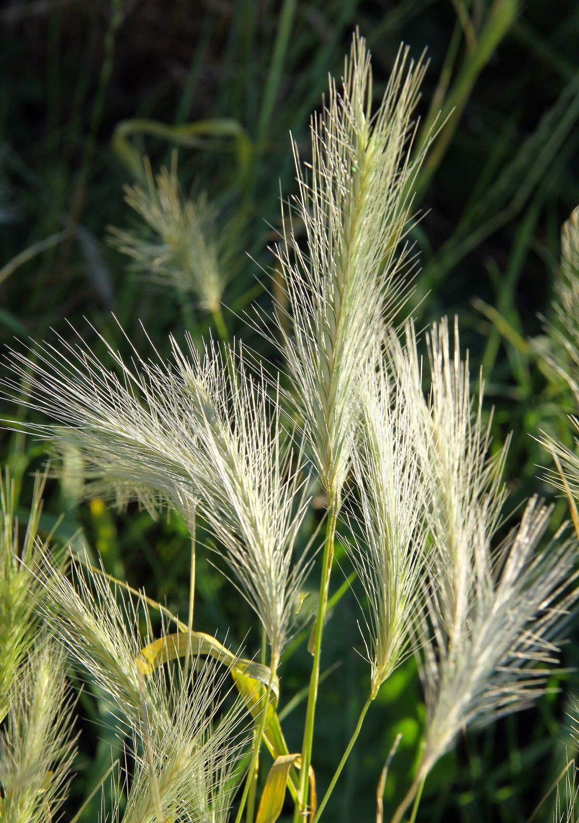 HYSTRIX PATULA / BOTTLEBRUSH GRASS